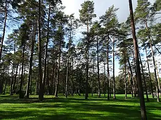 Сосняк Арукюла