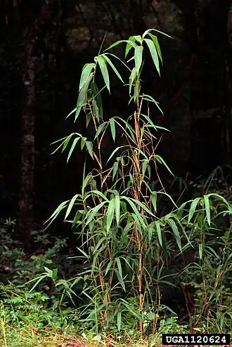 Arundinaria giganteaОбщий вид растения