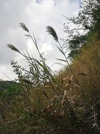 Arundinella deppeana