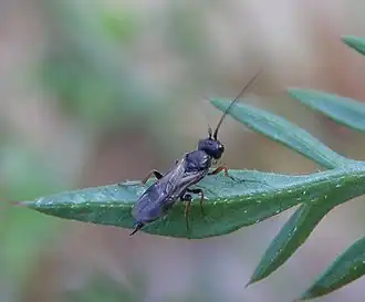 Ascogaster sp. (Cheloninae)