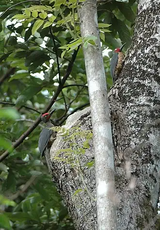 Пара сулавесских мюллеровых дятлов (Mulleripicus fulvus)