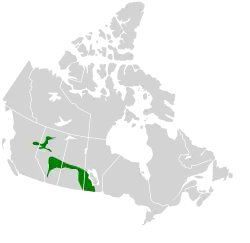Осиновая лесостепь на территории Канады