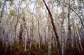 Осиновый лес в резервате Юкон-Флэтс