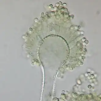 Аспергилл жёлтый (Aspergillus flavus) или просто жёлтая плесень, один из самых распространённых (организм-космополит) токсинообразующих плесневых грибов-микромицетов. Продуцирует сильнейшие гепатоканцерогены и гепатотоксины — афлатоксины, опасен и патогенен для животных и человека. Контаминирует многие пищевые продукты и сырьё, но в основном растительного происхождения (субстратом служат продукты с повышенным содержанием крахмала и растительных масел — зерновые, бобовые, масличные культуры, некоторые виды сухофруктов итд.). Токсинообразование происходит при довольно высоких значениях влажности и температуры