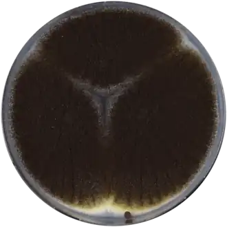 Колонии аспергилла чёрного (анаморфа)