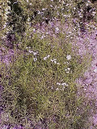 Общий вид цветущего растения.