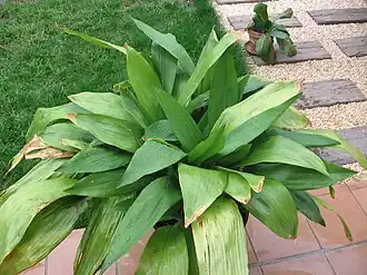 Aspidistra elatior