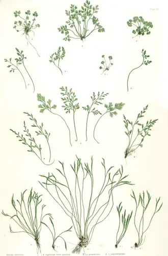 Разные виды костенца.Ботаническая иллюстрацияГенри Брэдбери (англ. Henry Bradbury) из книги Томаса Мура (англ. Thomas Moore) The ferns of Great Britain and Ireland, 1857