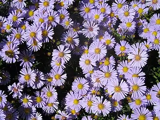 Aster amellus L. — Астра ромашковая