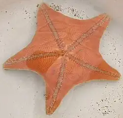 Patiria pectinifera, вид снизу