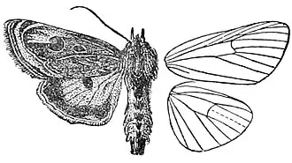 Астеропетес совиная