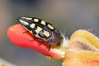 Astraeus flavopictus