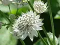 Астранция крупная (Astrantia major)