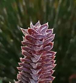 Astroloba cremnophila