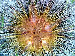 Светлые экземпляры, Филиппины