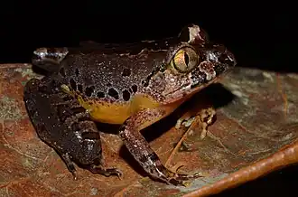 Лимоннобрюхая коготница