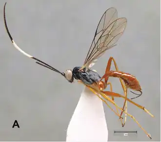 Ateleute ashaninka (Перу)