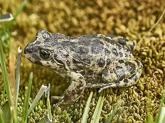 Мешковатый неполнорот