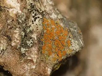 Аталлия огненная (Athallia pyracea)