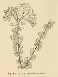 'Frizelliae Cristatum'