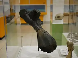 Atlantochelys mortoni