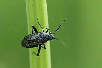 Atractotomus magnicornis