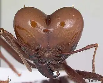 Голова солдата