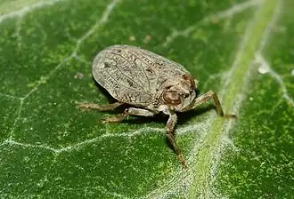 Issus coleoptratus