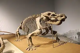 Скелет A. peavoti в Филдовском музее естественной истории