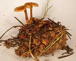 Плодовые тела на сосновой шишке