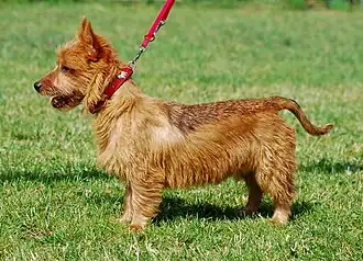 Австралийский терьер