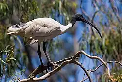 Молуккский ибис на ветке дерева