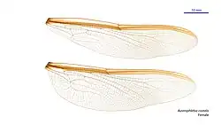 Крыло самки