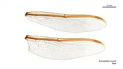 Крыло самца