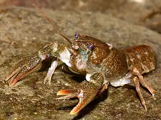 Austropotamobius torrentium