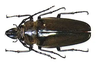 Триктенотомиды