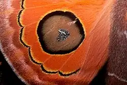 Глазчатое пятно на верхней стороне заднего крыла бабочки Automeris moresca