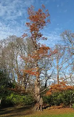 Уникальная метасеквойя, распространённая в Личуане