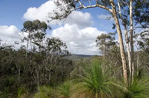 E. accedens и ксанторрея