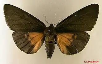 Медведица мрачная