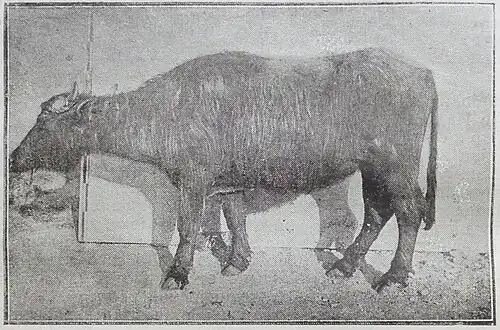 Буйволица № 15 Азербайджанской зоотехнической станции, возраст 7 лет, рост 132 см, живой вес 462 кг, годовой удой 1270 л.