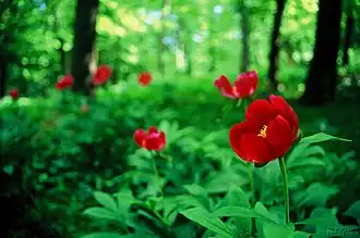 Цветущие растения в горах Восточный Мечек[венг.], Венгрия