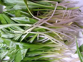 Листья и черешки черемши обладают характерным запахом чеснока