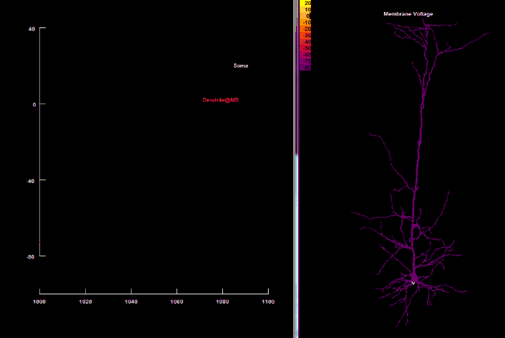 Анимированная симуляция обратного распространения потенциала действия, активированного Ca2+ спайком (BAC firing)