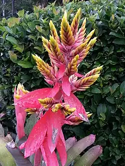 Эхмея гибрид Little Harv