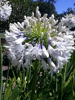 Agapanthus Praecox