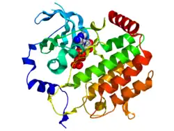 Кристаллографическая структура киназы BUB1 человека(разноцветная диаграмма, N-конец = синий, C-конец = красный) в комплексе с ATP (в пространственно-заполняющей модели, углерод = белый, кислород = красный, азот = синий, фосфор = оранжевый).