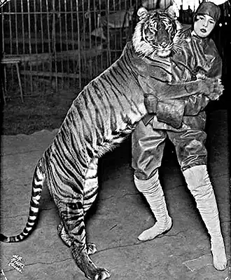 Балийский тигр с дрессировщицей в цирке Ringling Bros, 1914-1915 год