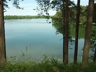 Балуошас в 2015 году