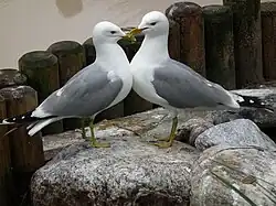 Сизые чайки (подвид Larus canus canus)